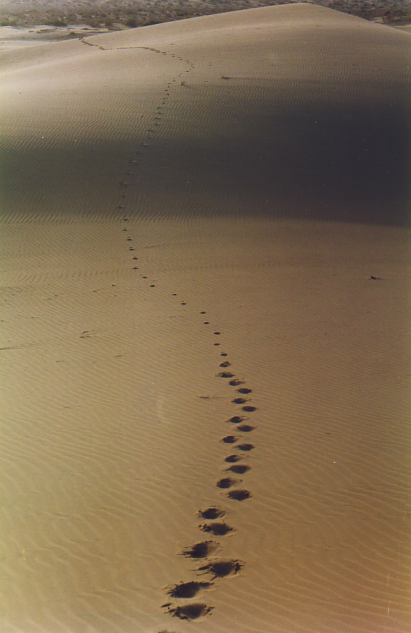 http://www.mikeduran.com/wp-content/uploads/2011/01/footprints-in-desert-1.jpg
